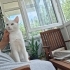 Sütlaç kız için acil yuva aranıyor! fotoğraf