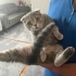 6 aylık cins kedi eşyalarıyla beraber verilcek fotoğraf