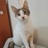 Hamile kedi ACİLLLL fotoğraf