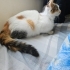 Hamile kedi ACİLLLL fotoğraf