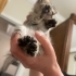 TEKİR BEBE YUVA ARIYOR fotoğraf