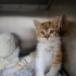 MİNİK LATTE İÇİN ACİL YUVA 🐱 fotoğraf