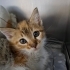 MİNİK LATTE İÇİN ACİL YUVA 🐱 fotoğraf