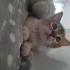 MİNİK LATTE İÇİN ACİL YUVA 🐱 fotoğraf