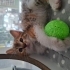 MİNİK LATTE İÇİN ACİL YUVA 🐱 fotoğraf