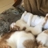 Yasmin - Mis kokulu dünya tatlısı fotoğraf