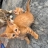 4 Yavru kardeşler yuva ariyor fotoğraf