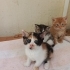 OYUNCU VE ÇOK TATLI BİR YAVRU! İÇ DIŞ PARAZİTİ YAPILDI fotoğraf