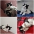 2 aylık 5 yavruya yuvalarını arıyoruz fotoğraf