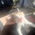 Oyuncu güzel bir kız fotoğraf