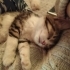 ANNESİZ YAVRU KEDİ fotoğraf
