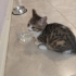 ANNESİZ YAVRU KEDİ fotoğraf