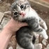 Bu güzel 4 kardeşe acil yuva arıyoruz fotoğraf