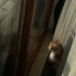 Miel kedi yuva arıyor fotoğraf