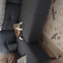 Miel kedi yuva arıyor fotoğraf