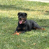 Rottweiler ücretsiz sahiplendirne fotoğraf