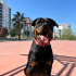 Rottweiler ücretsiz sahiplendirne fotoğraf