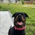 Rottweiler ücretsiz sahiplendirne fotoğraf