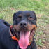 Rottweiler ücretsiz sahiplendirne fotoğraf
