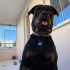 Rottweiler ücretsiz sahiplendirne fotoğraf