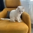 British Shorthair Beyaz UYKUCU fotoğraf