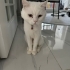 British Shorthair Beyaz UYKUCU fotoğraf