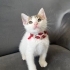 Minik HUGO sizinle yeni bir maceraya hazır fotoğraf