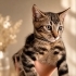 4 Aylık Erkek Kedi fotoğraf