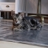 4 Aylık Erkek Kedi fotoğraf