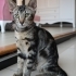 4 Aylık Erkek Kedi fotoğraf