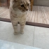 Sırnaşık bal rengi british Shorthair fotoğraf
