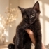 4 Aylık Erkek Kedi fotoğraf