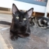 4 Aylık Erkek Kedi fotoğraf