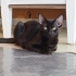 4 Aylık Erkek Kedi fotoğraf