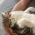 10 aylık british 3 renkli erkek kedi fotoğraf