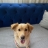 Dost canlısı sevecen köpek arya fotoğraf