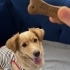 Dost canlısı sevecen köpek arya fotoğraf