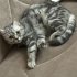 OYUNCU KEDİMİZ BİHTERİ ÜCRETSİZ SAHİPLENDİRİYORUZ fotoğraf