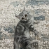 OYUNCU KEDİMİZ BİHTERİ ÜCRETSİZ SAHİPLENDİRİYORUZ fotoğraf
