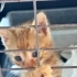 Çok tatlı cingöz bir oğlan fotoğraf