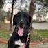 Üzerine dolanmış bir ip parçasıyla sokağa terk edilmiş Alex yuvasını arıyor🥰 fotoğraf