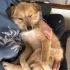 Uyumlu Sevecen Kızımız Haçiko yuvasını arıyor💞 fotoğraf