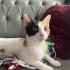 Oyuncu ve Sevgi Dolu, Kısır Dişi Kedi fotoğraf