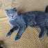 scottish fold dişi kedi 1 yaşında fotoğraf