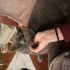 Kedi ilanı - British - bebek nedeniyle fotoğraf