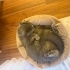 Kedi ilanı - British - bebek nedeniyle fotoğraf