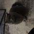 Kedi ilanı - British - bebek nedeniyle fotoğraf