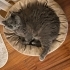 Kedi ilanı - British - bebek nedeniyle fotoğraf