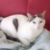 Çok sakin uysal bir kedi fotoğraf
