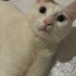 Kısırlaştırılmış dişi küçük kızımız fotoğraf
